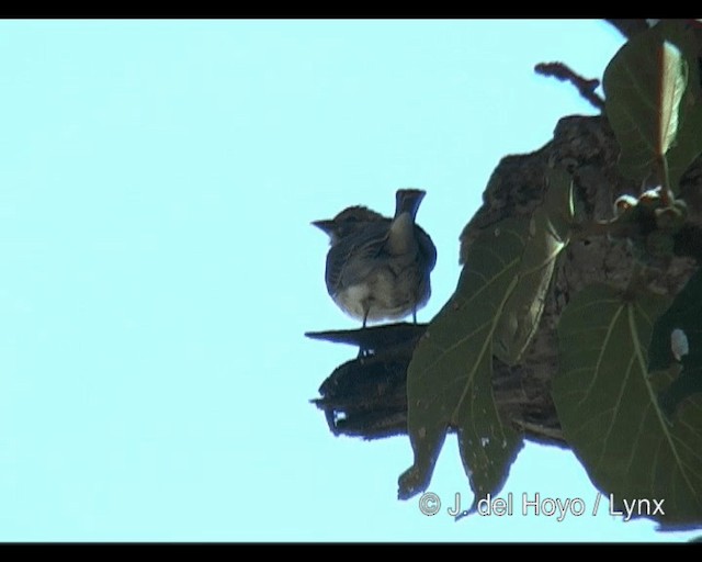 Sahel Bush Sparrow - ML201265501