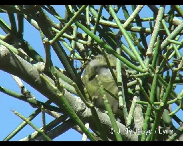 Baglafecht Weaver (Baglafecht) - ML201265521