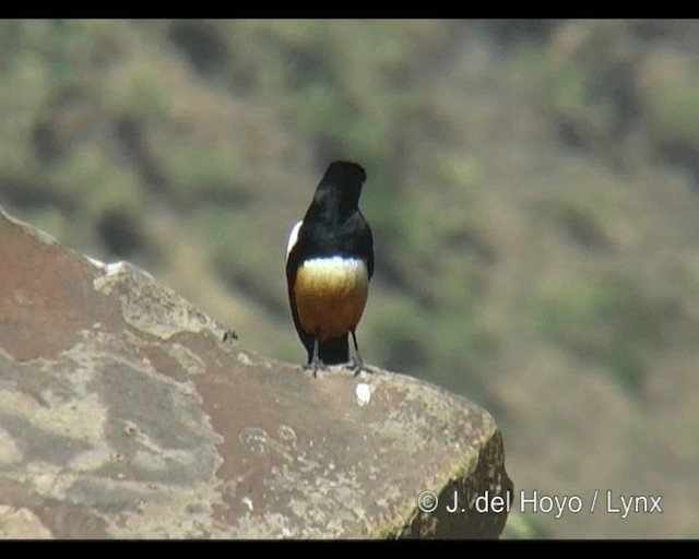 Mocking Cliff-Chat - ML201265571