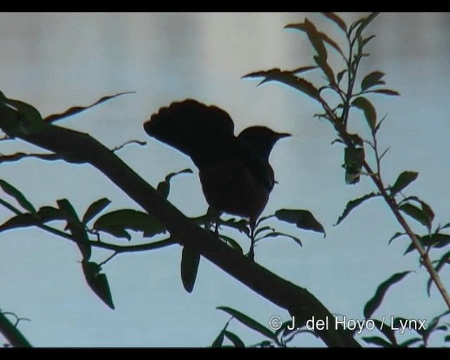 Mocking Cliff-Chat - ML201265581