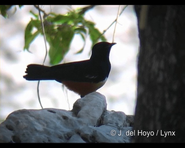 Mocking Cliff-Chat - ML201265591