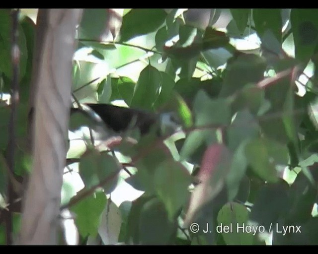 White-rumped Babbler - ML201265621