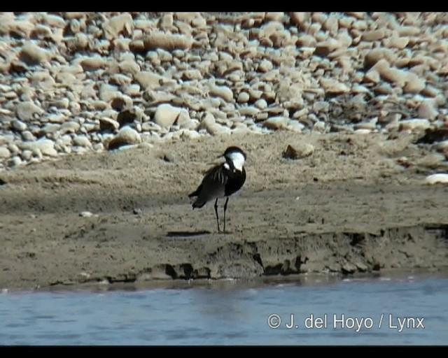 Spur-winged Lapwing - ML201265641