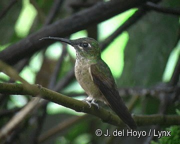 チャムネテリハチドリ - ML201265671