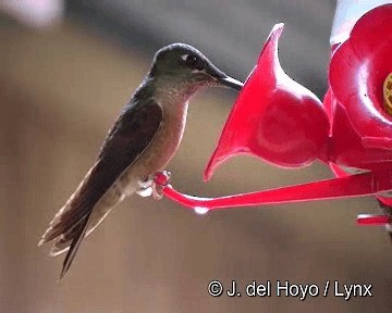 kolibřík hnědobřichý - ML201265741