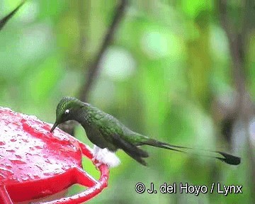 Colibrí de Raquetas Faldiblanco - ML201265761