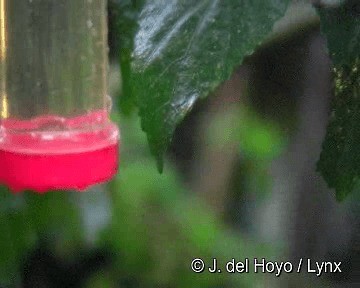 White-booted Racket-tail - ML201265831