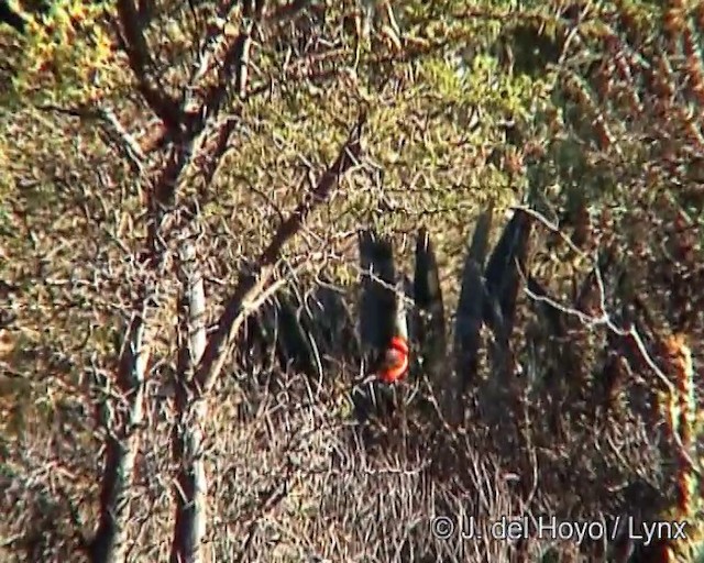 ベニタイランチョウ（obscurus グループ） - ML201265911