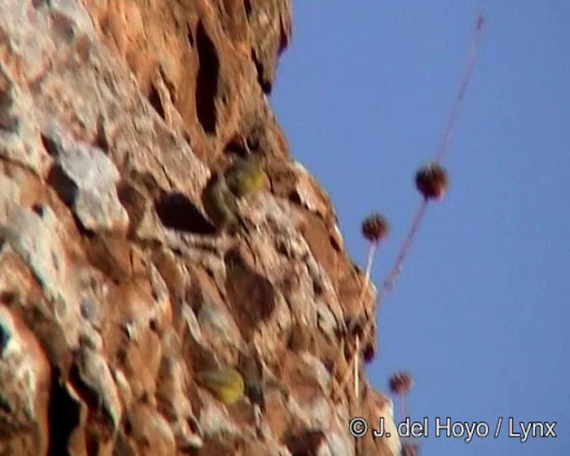 Greenish Yellow-Finch - ML201265921