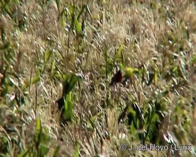 Peruvian Meadowlark - ML201265931