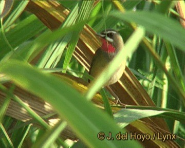 Siberian Rubythroat - ML201265951