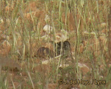 アフリカズアオアトリ　(africana) - ML201265961