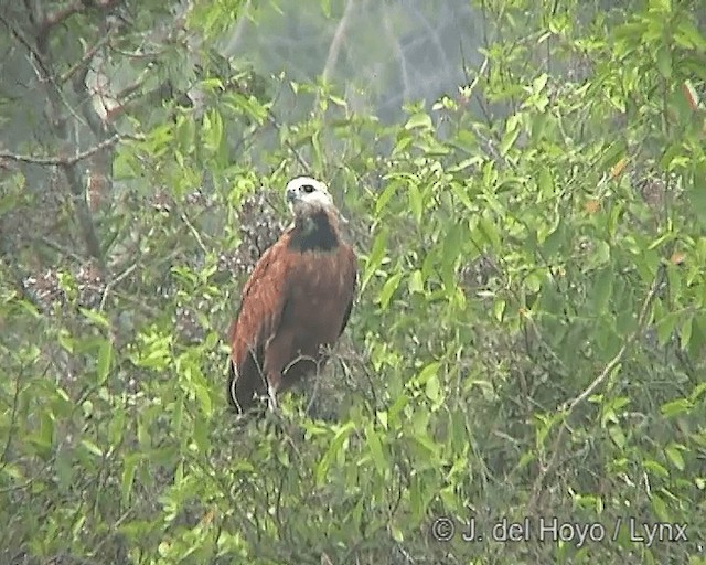 Black-collared Hawk - ML201265971