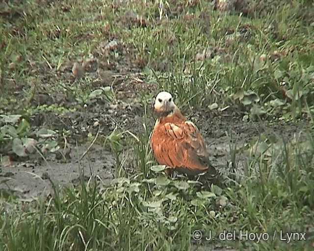 Black-collared Hawk - ML201265981