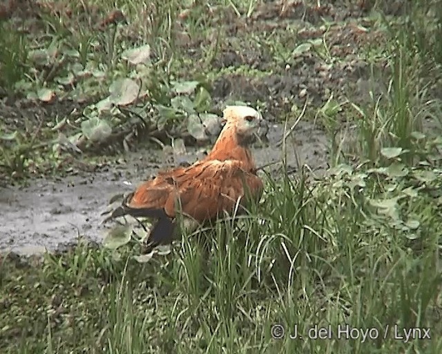 Black-collared Hawk - ML201265991