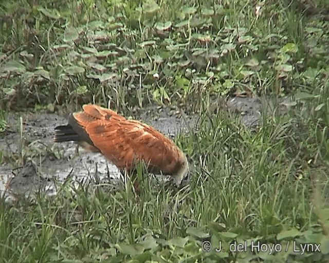 Black-collared Hawk - ML201266001