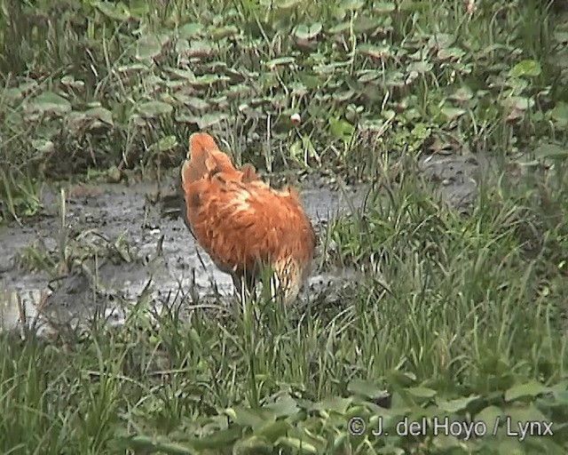 Buse à tête blanche - ML201266011