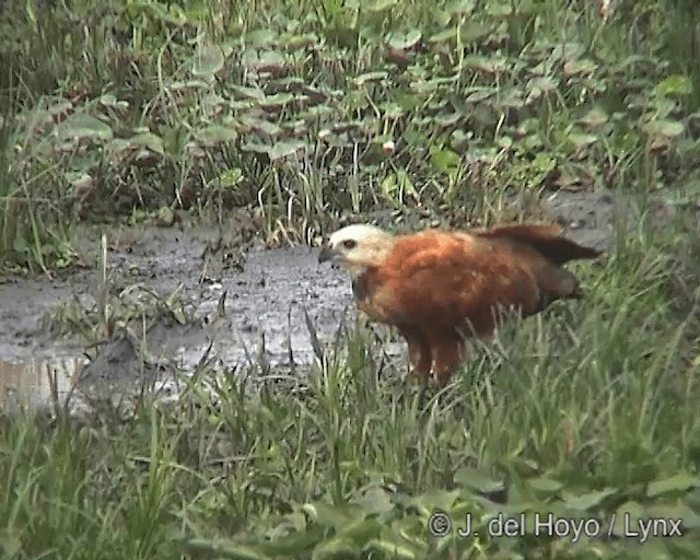 Black-collared Hawk - ML201266021