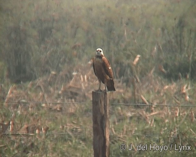 Black-collared Hawk - ML201266031