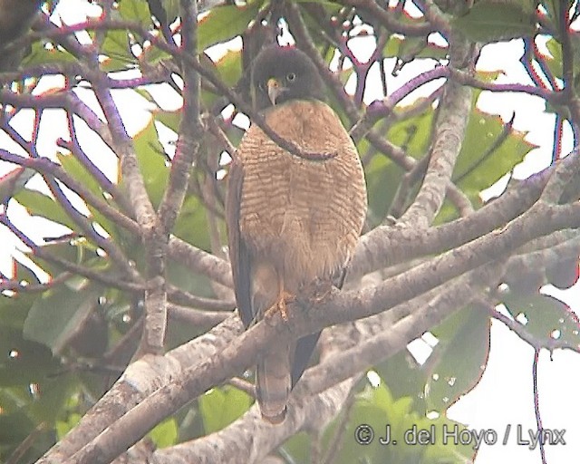 Roadside Hawk (Southern) - ML201266051