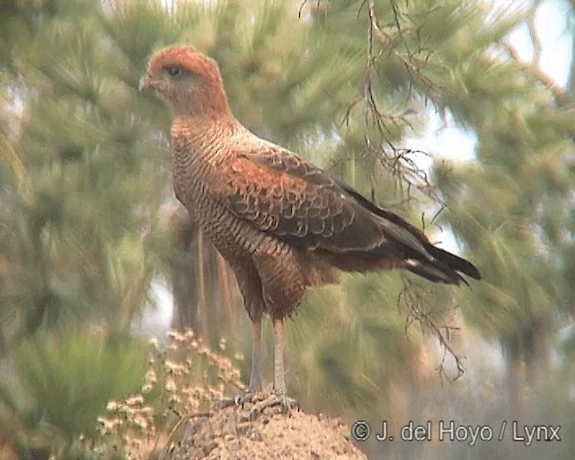 Savanna Hawk - ML201266111