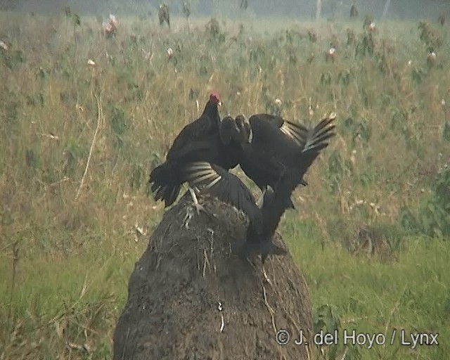 Turkey Vulture (Tropical) - ML201266191