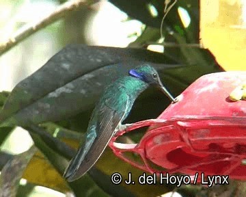 kolibřík modrolící - ML201266241