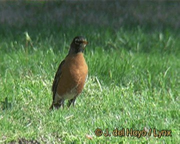 American Robin (migratorius Group) - ML201266261