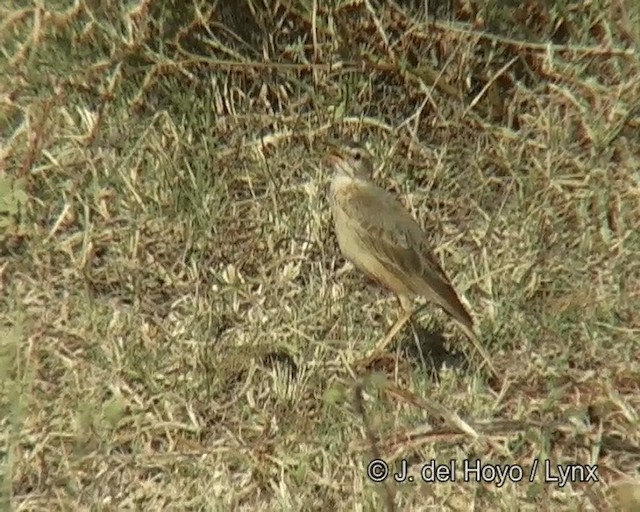 Plain-backed Pipit - ML201266361