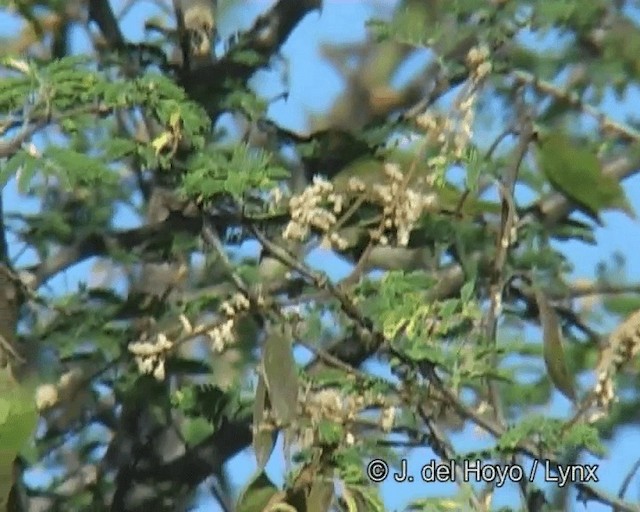 Apalis Pechigualdo (flavocincta/viridiceps) - ML201266371