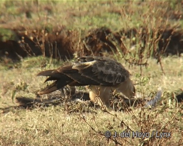 Tawny Eagle - ML201266381