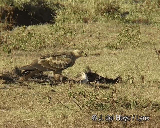 Tawny Eagle - ML201266391