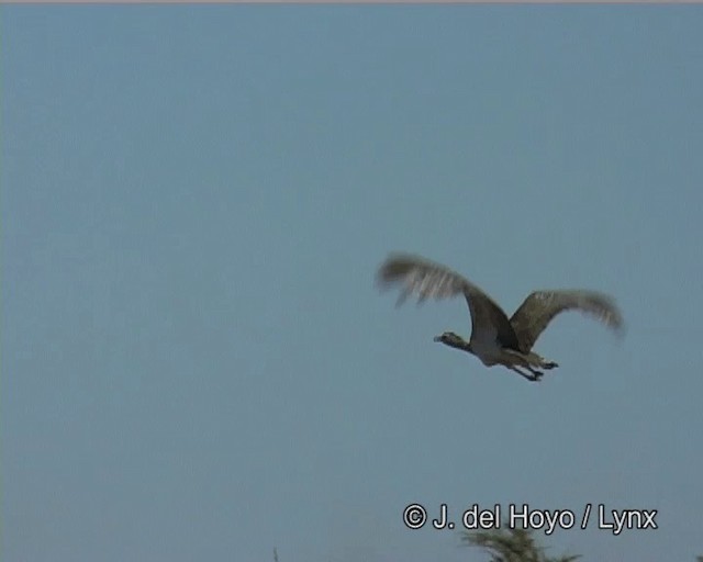 Kori Bustard - ML201266401