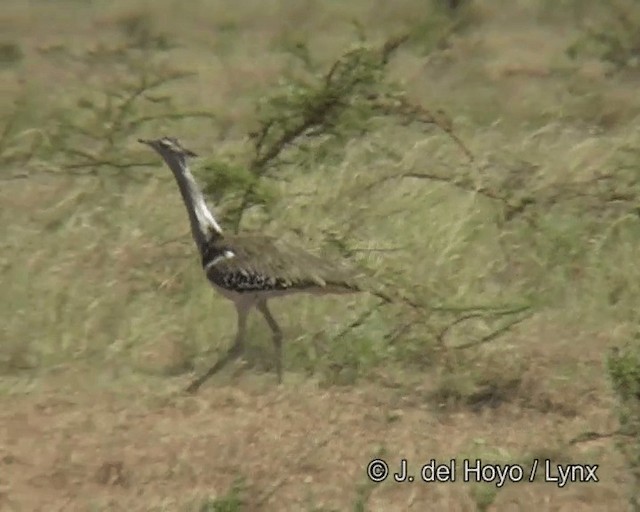 Kori Bustard - ML201266411