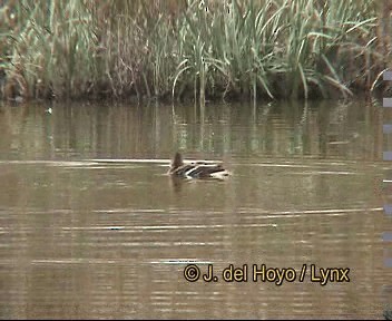 kachna divoká - ML201266481