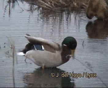 kachna divoká - ML201266491