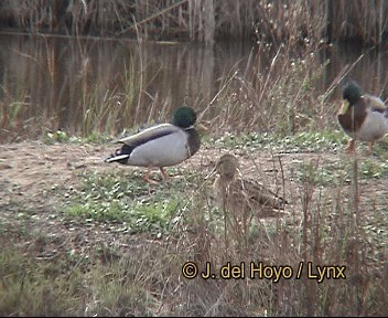 kachna divoká - ML201266501