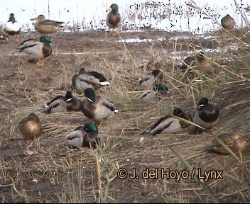 kachna divoká - ML201266511