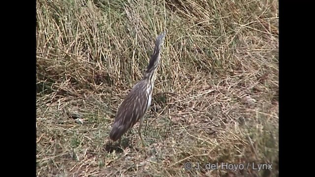 Malagasy Pond-Heron - ML201266551