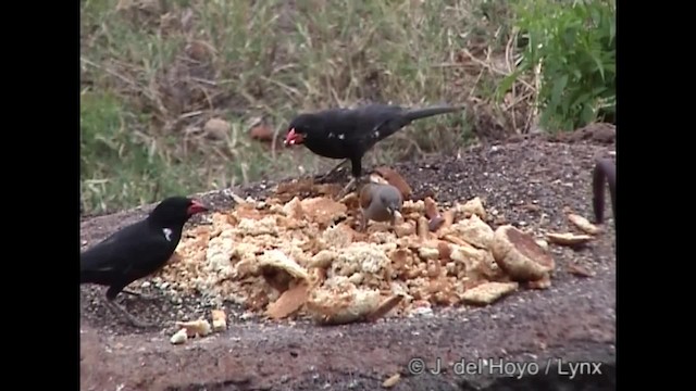 Red-billed Buffalo-Weaver - ML201266561