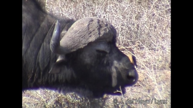 Yellow-billed Oxpecker - ML201266571