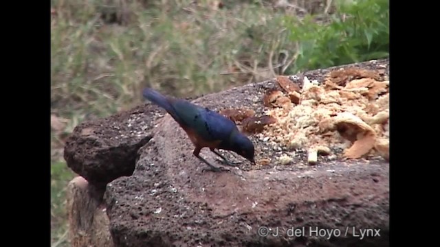 Hildebrandt's Starling - ML201266581