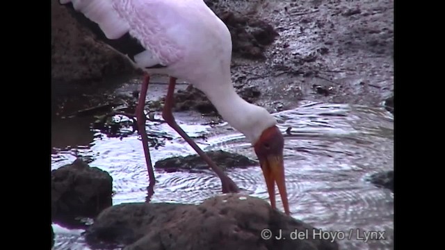 Yellow-billed Stork - ML201266591