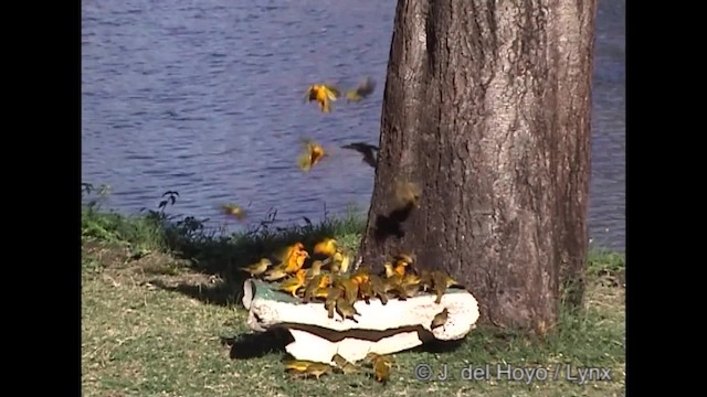 Taveta Golden-Weaver - ML201266611