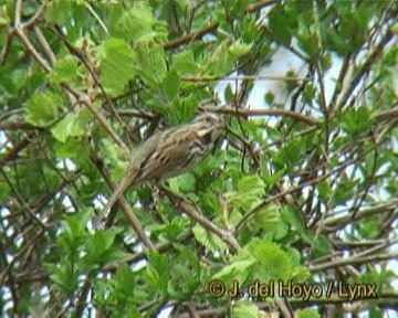 Song Sparrow (melodia/atlantica) - ML201266721