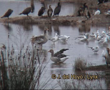 husa velká (ssp. anser) - ML201266741