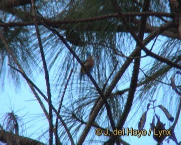 Fire-breasted Flowerpecker - ML201266751