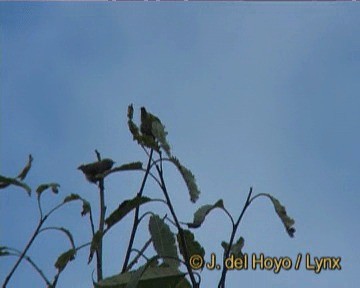 紅胸啄花 - ML201266761