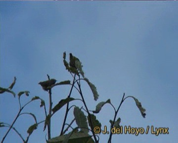 Fire-breasted Flowerpecker - ML201266761