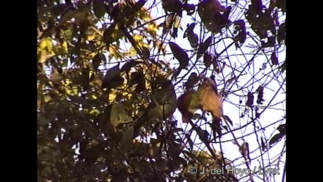 Yellow-bellied Greenbul - ML201266791
